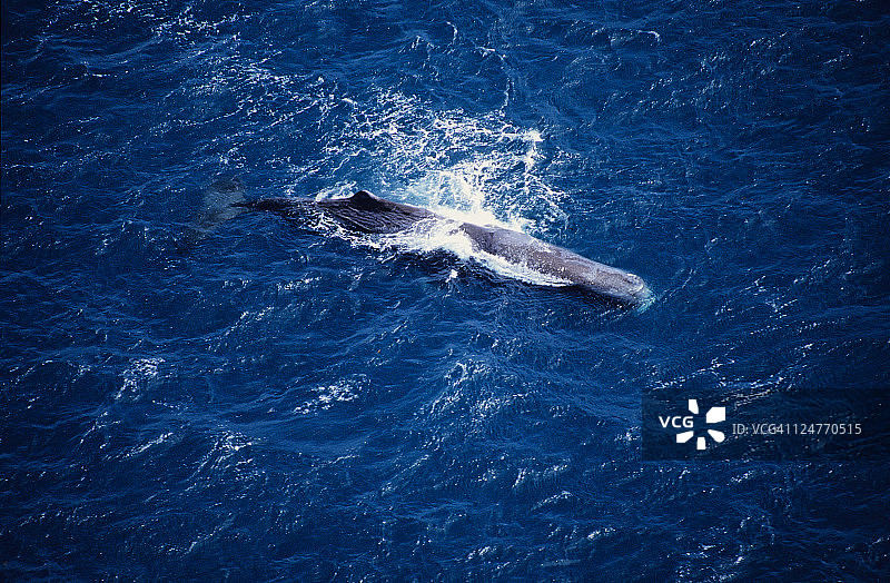 抹香鲸，硬背鲸，海面，南岛，新西兰图片素材