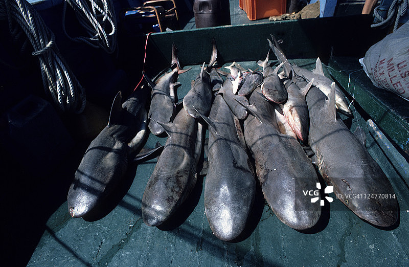 马达加斯加渔船上的灰礁鲨图片素材