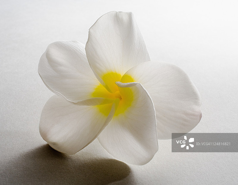 工作室拍摄的白色背景上的白色鸡蛋花。图片素材