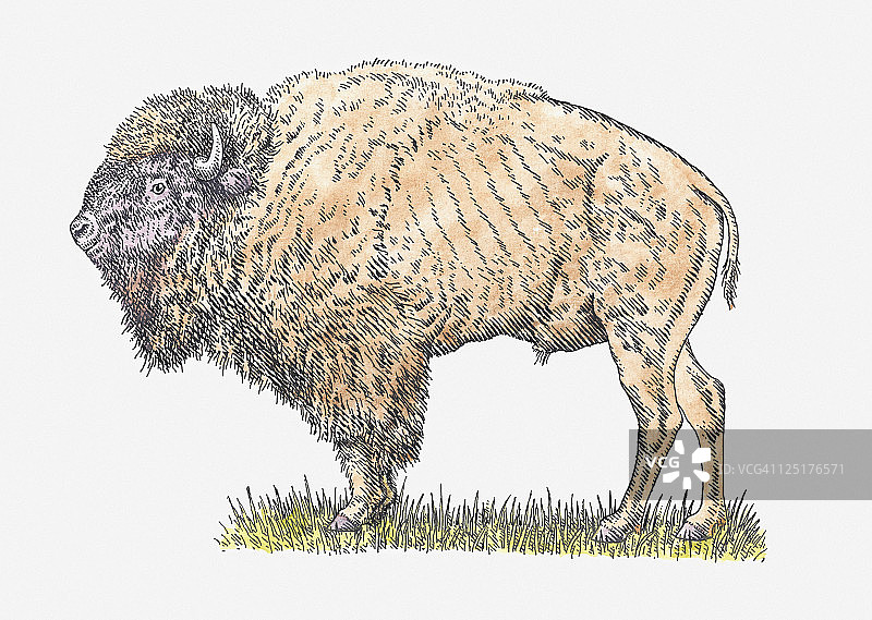 雄性草原野牛或草原野牛站在草地上的插图图片素材