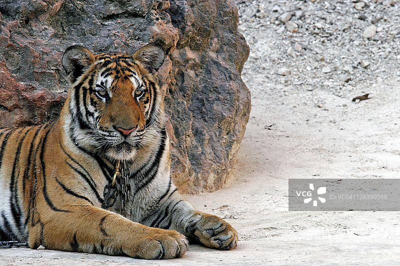 动物园里的老虎画像图片素材