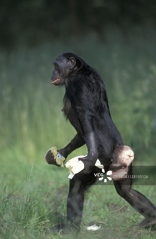 pa054 - 506 e倭黑猩猩的黑猩猩。一。经常走两条。濒危物种。热带射频。扎伊尔/刚果图片素材