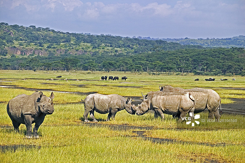 白犀牛和黑犀牛一起。纳库鲁湖国家公园，肯尼亚。区域本地化:非洲南部和东部。图片素材