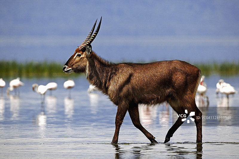 在肯尼亚纳库鲁湖国家公园的湖中漫步的羚羊。南部和东部非洲地区图片素材