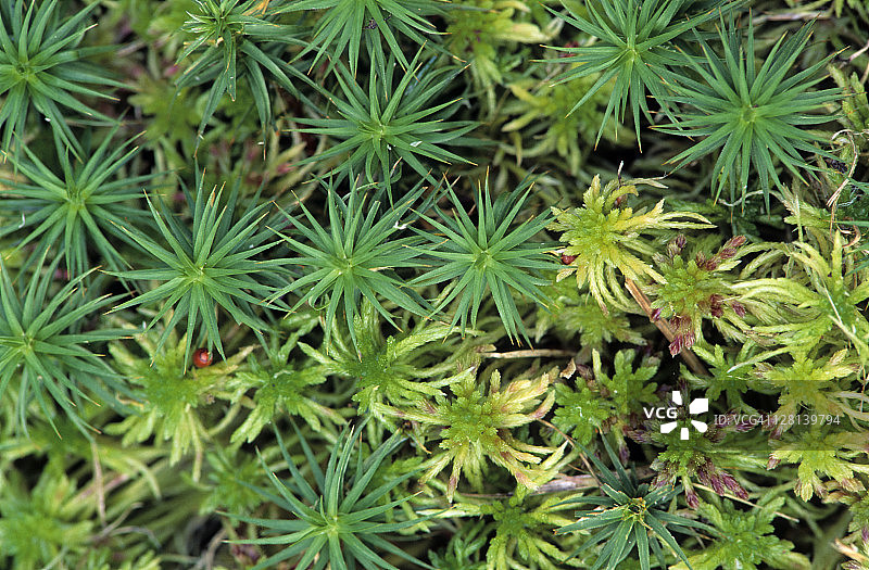 两种原始的非维管植物，毛帽藓(Polytrichum sp)和沼泽藓(Bog或泥炭藓(Sphagnum sp)，显示配子体，密歇根州，美国(SI)图片素材