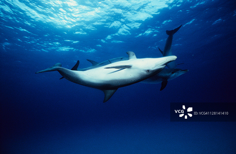 大西洋斑纹海豚，额齿鲨，倒立，巴哈马群岛，图片素材