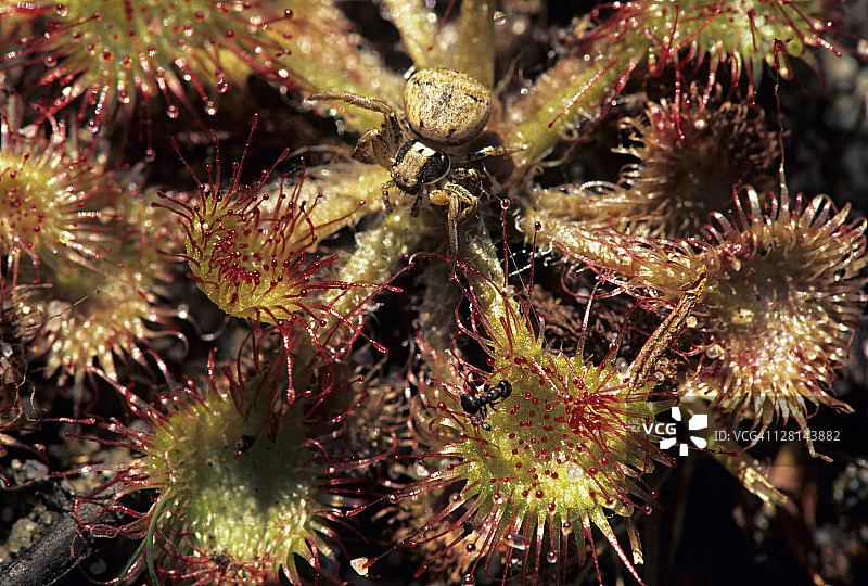 在茅膏上被困的蜘蛛和蚂蚁的特写，Drosera rotundiflora，一种沼泽植物，腺体的末端有粘液滴，密歇根州，美国图片素材