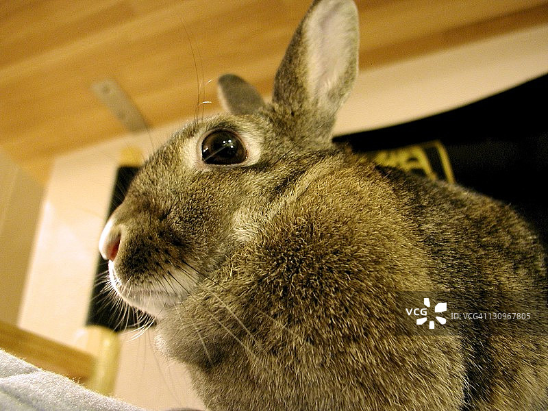 兔子图片素材