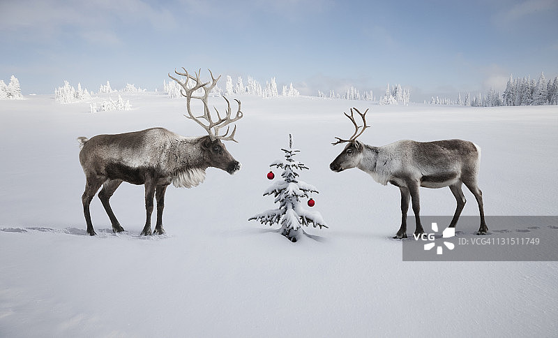 两只驯鹿看着圣诞树图片素材