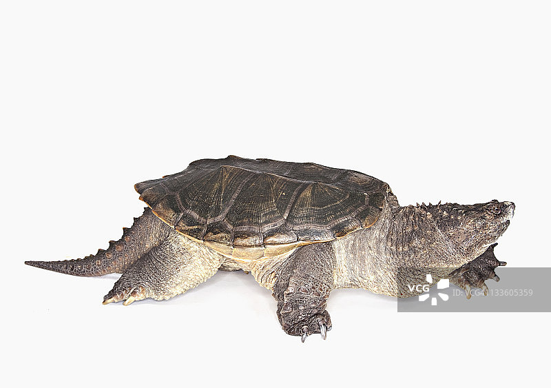 佛罗里达啮龟的照片图片素材