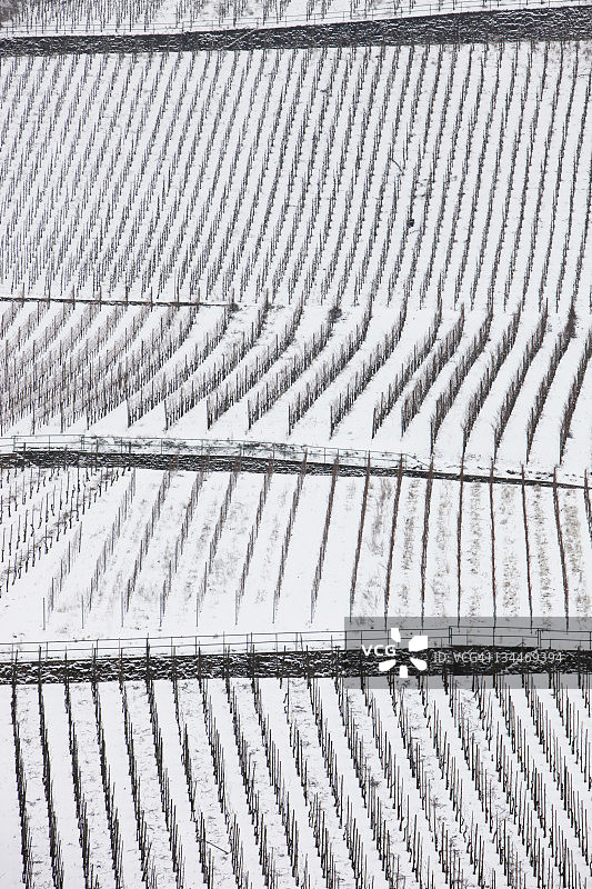 摩泽尔河上的葡萄园，冬天下雪，欧洲图片素材