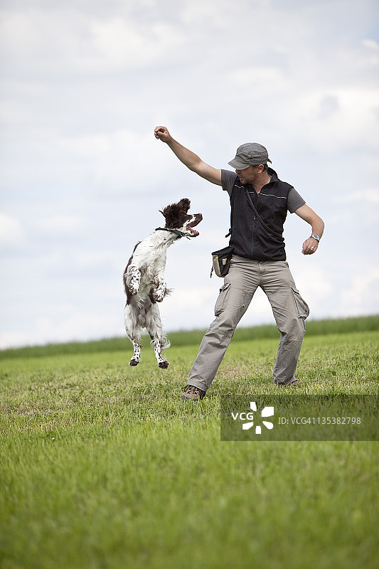德国，下巴伐利亚，男子在草地上训练英国猎犬图片素材
