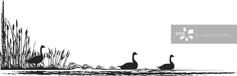 加拿大鹅和沼泽剪影图片素材