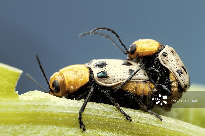 甲虫在叶子上交配图片素材