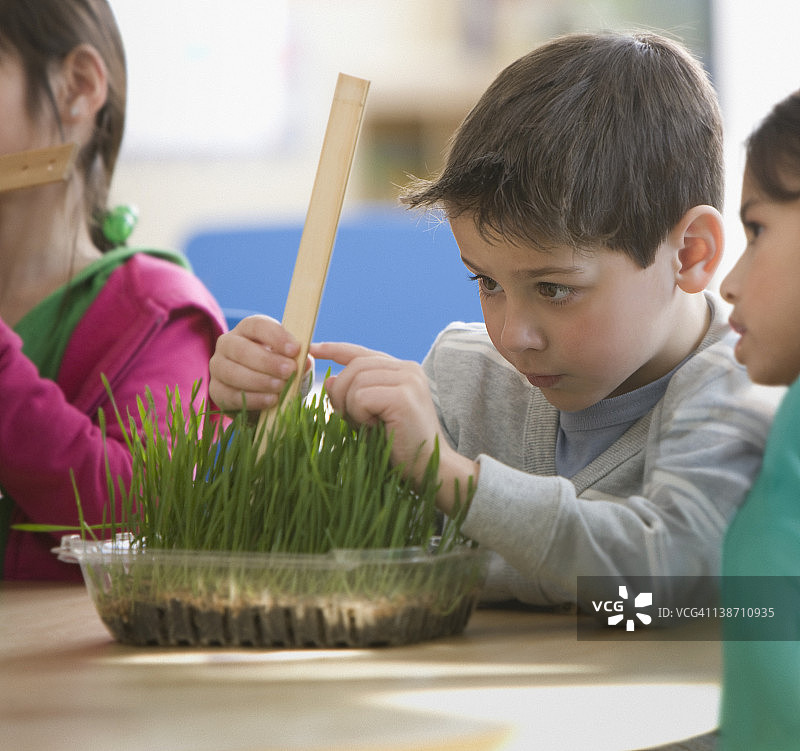 男孩在教室里测量植物图片素材