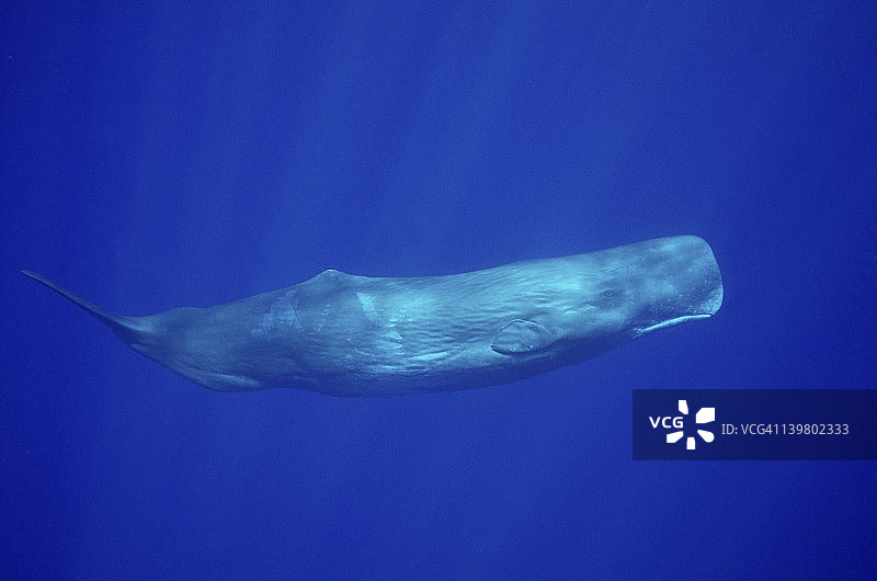 印度洋的抹香鲸图片素材
