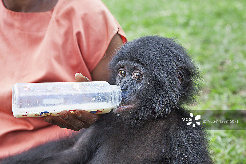孤儿婴儿倭黑猩猩(Pan paniscus)喂养时间与代理母亲。洛拉·亚倭黑猩猩保护区，刚果民主共和国图片素材