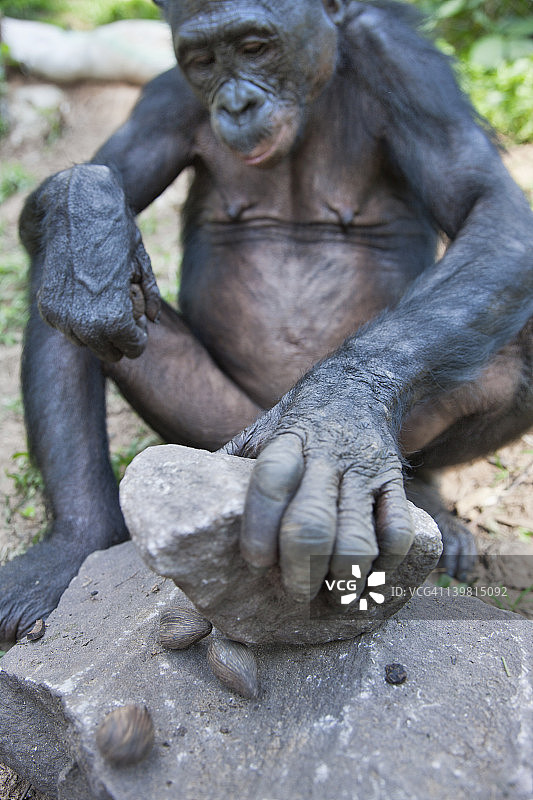 倭黑猩猩(panpaniscus)用石头敲开坚果。手和脚有相对的手指。洛拉·亚倭黑猩猩保护区，刚果民主共和国图片素材