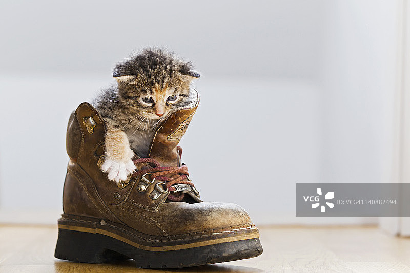 德国，小猫坐在靴子，靠近图片素材