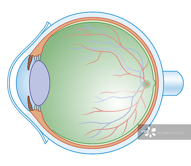 人体眼睛解剖的横截面生物医学图解图片素材