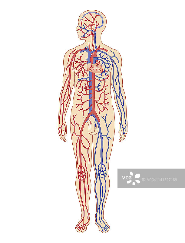 成年男性心血管系统的横截面生物医学图解图片素材