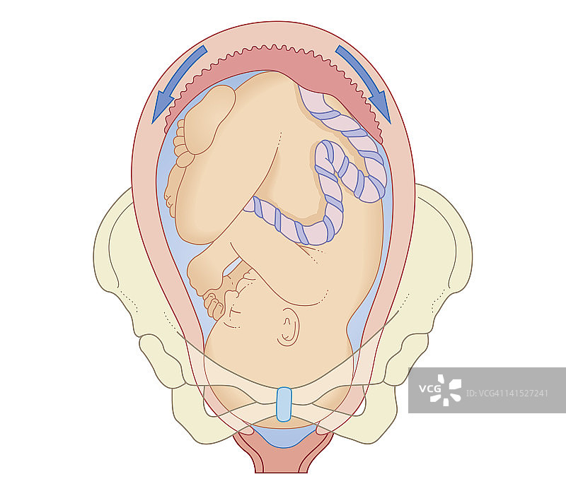 分娩第一阶段胎儿骨盆位置的横截面生物医学图解图片素材