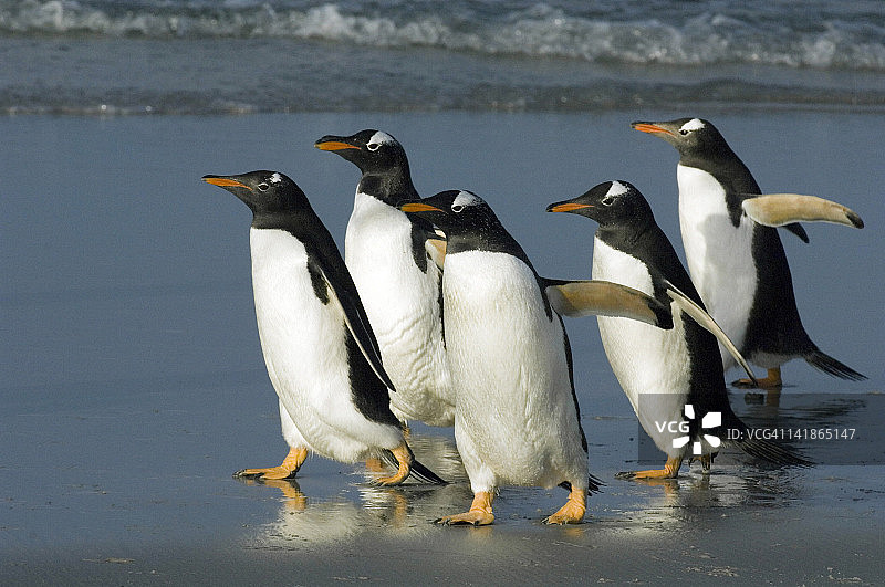 巴布亚企鹅(pygoselis巴布亚)。福克兰群岛图片素材