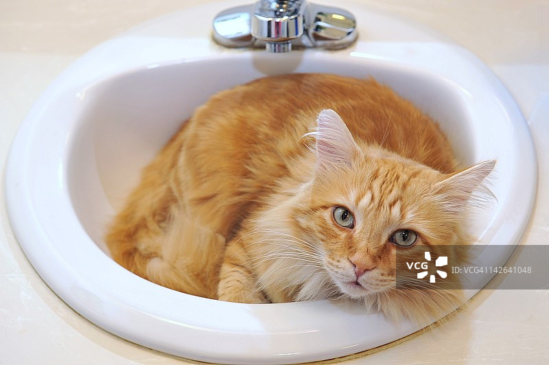 猫在水槽里休息图片素材