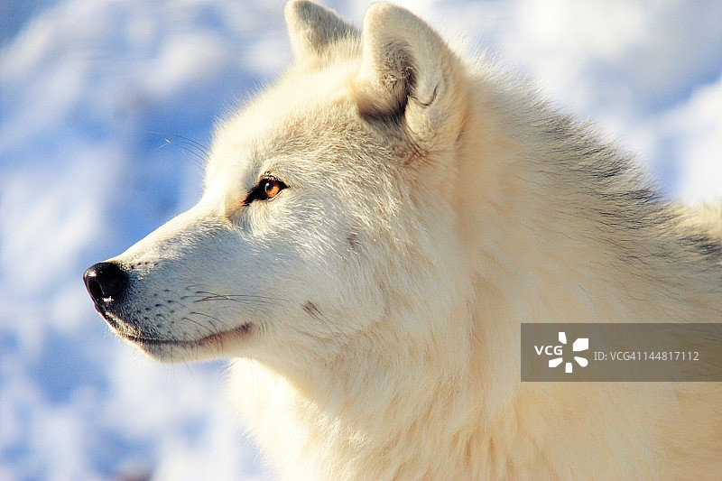 北极狼的特写图片素材
