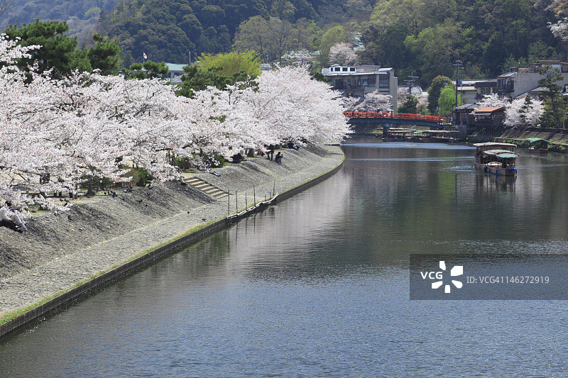游船穿过宇二河，河岸边有一棵樱花树图片素材
