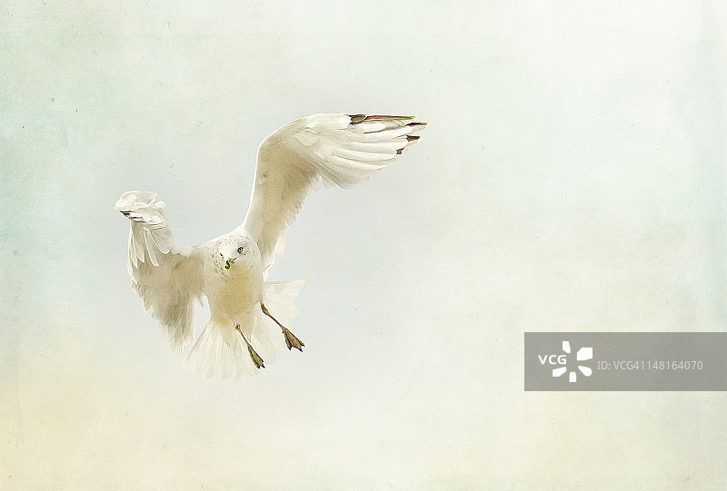 展翅翱翔的海鸥图片素材