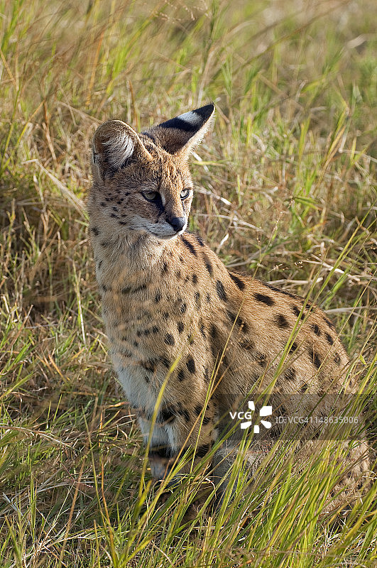 猫Serval (leptailow Serval)。图片素材
