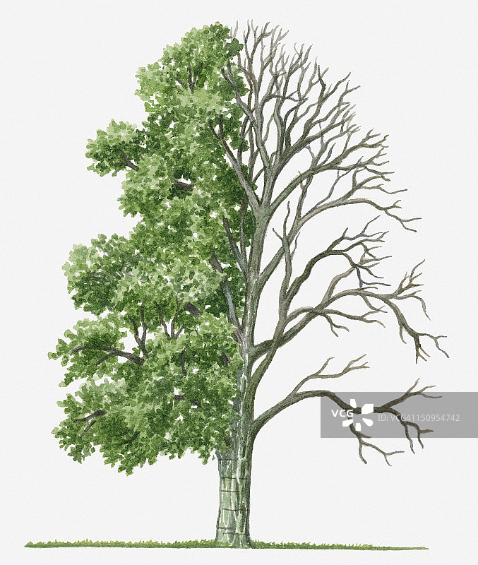 这幅插图显示了落叶槭(Pere David’s Maple)树的形状，夏天有绿色的叶子，冬天有光秃秃的树枝图片素材