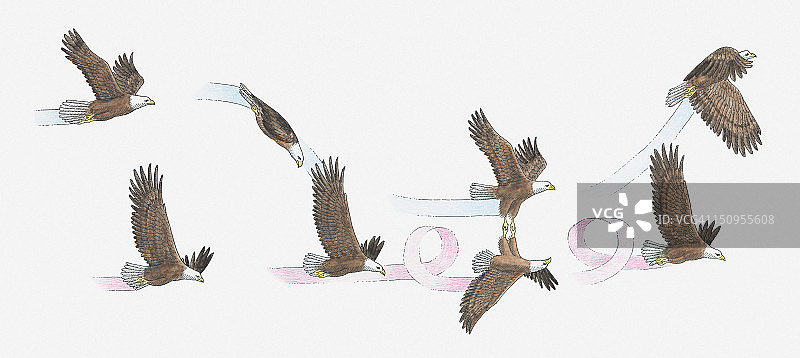 秃鹰在飞行中交配的插图图片素材