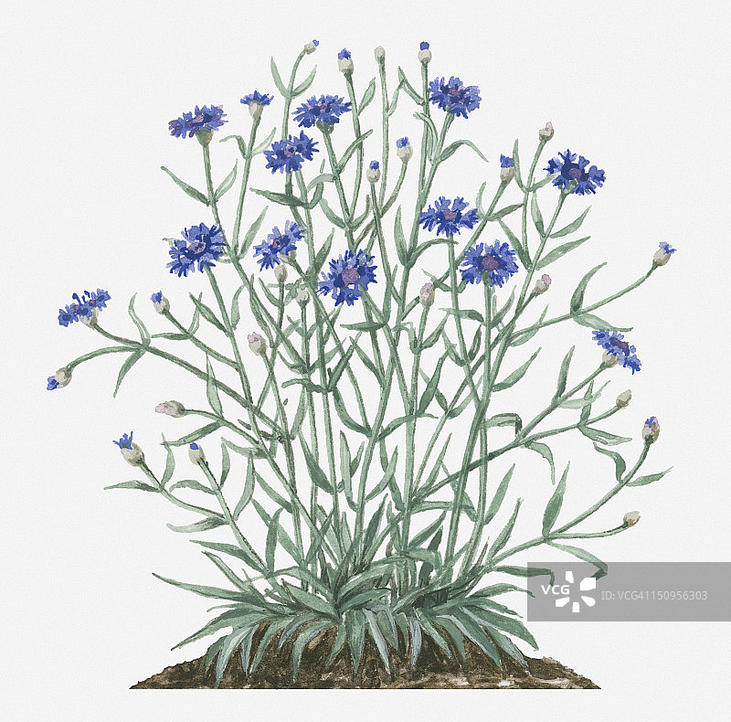 矢车菊(矢车菊)长枝上长有蓝色的花和绿叶的花蕾图片素材