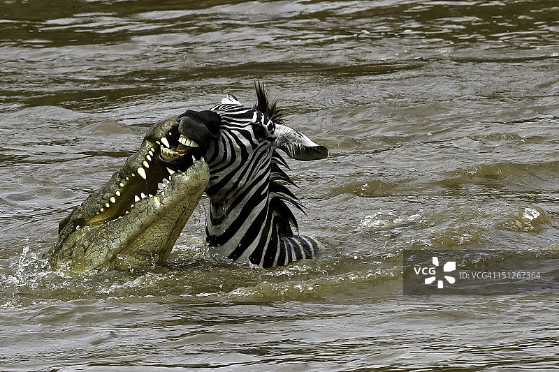 鳄鱼在河边攻击斑马图片素材