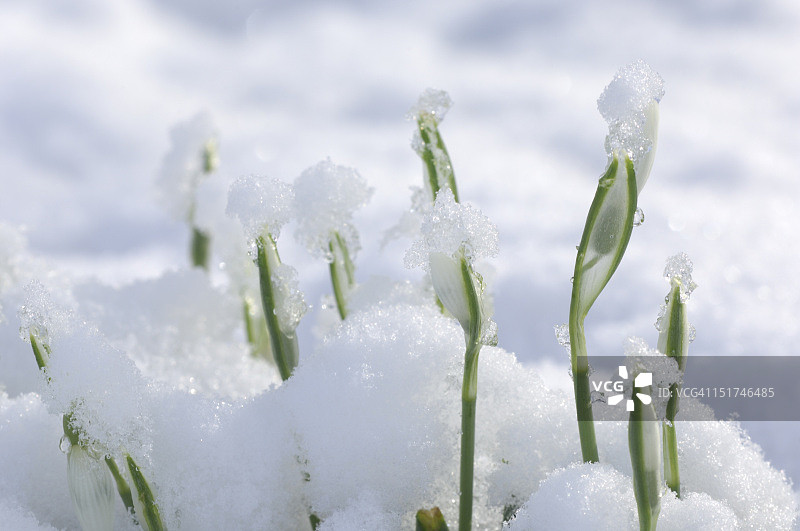 雪花莲，据说是春天的第一个迹象图片素材