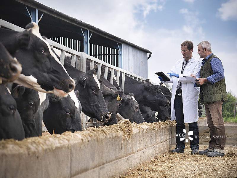 农民和兽医在奶牛场检查用饲料槽喂养的奶牛图片素材
