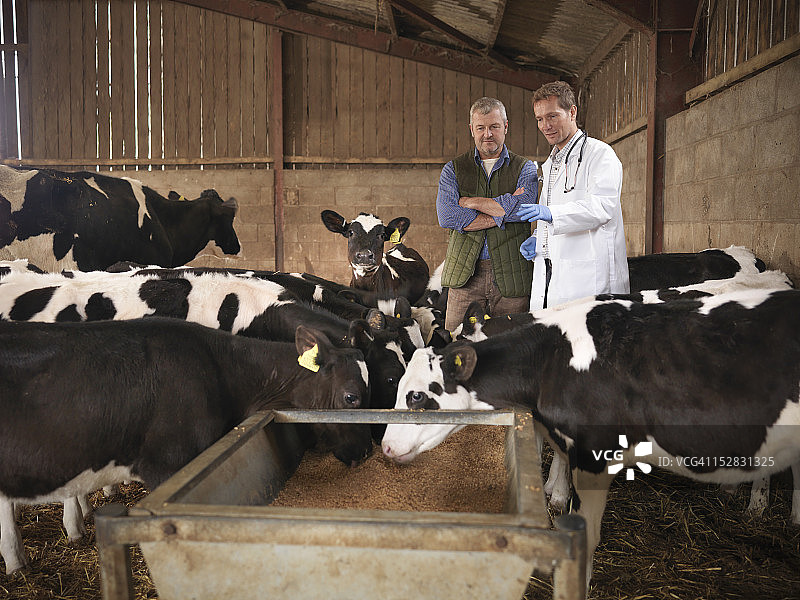 兽医和农民在农场棚里检查小牛从饲料槽中喂养图片素材