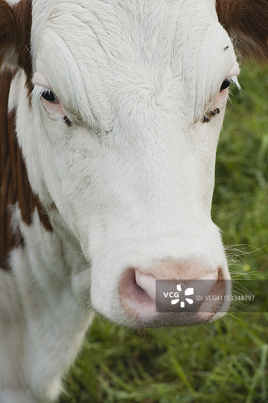 牛,肖像图片素材