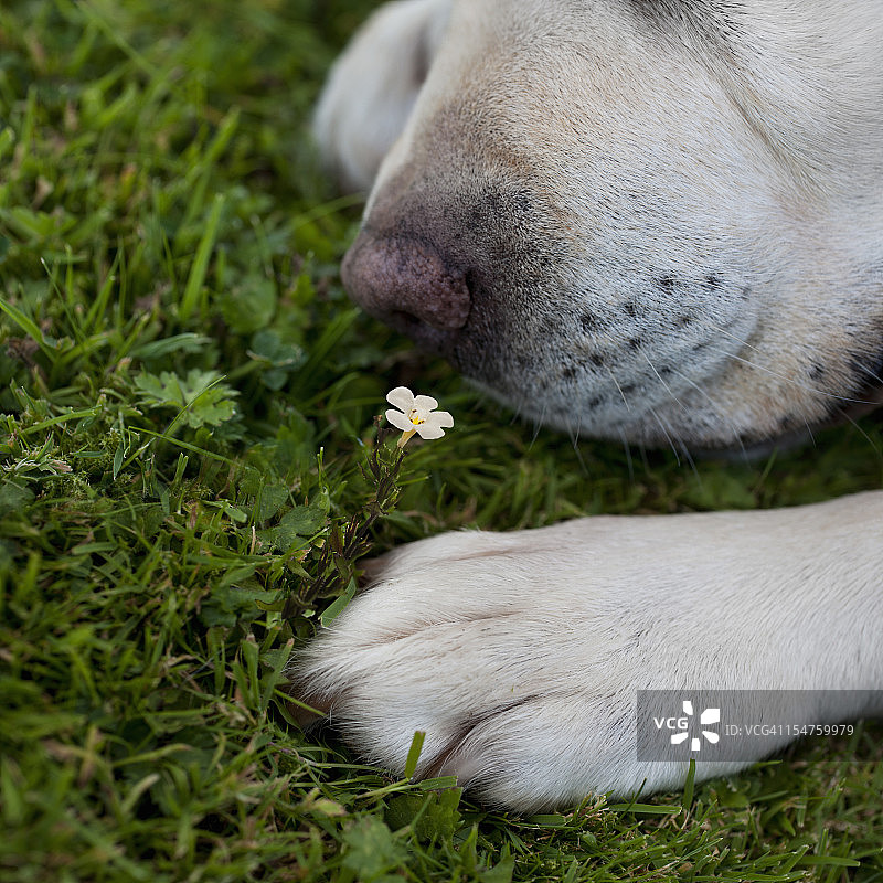 一只嗅花的家狗的特写图片素材