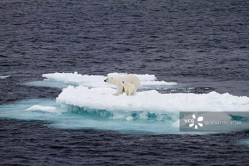 两只北极熊在一块小浮冰上图片素材