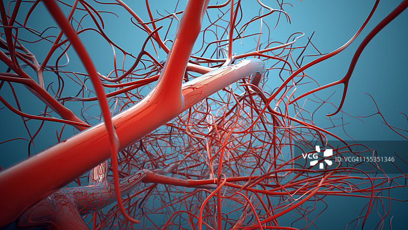 静脉血管系统,图片素材