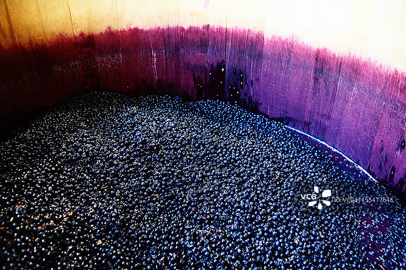 葡萄酒葡萄准备压在染色橡木桶图片素材