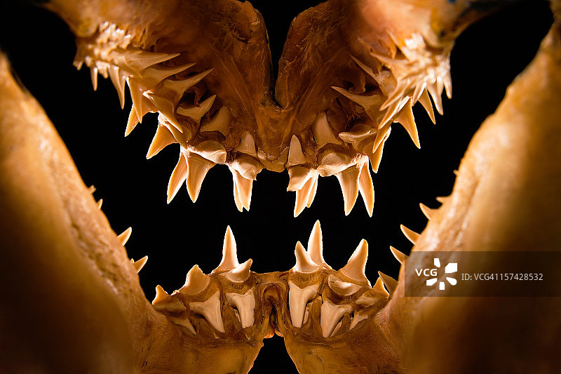 灰鲭鲨的颌部可怕的牙齿轮廓图片素材