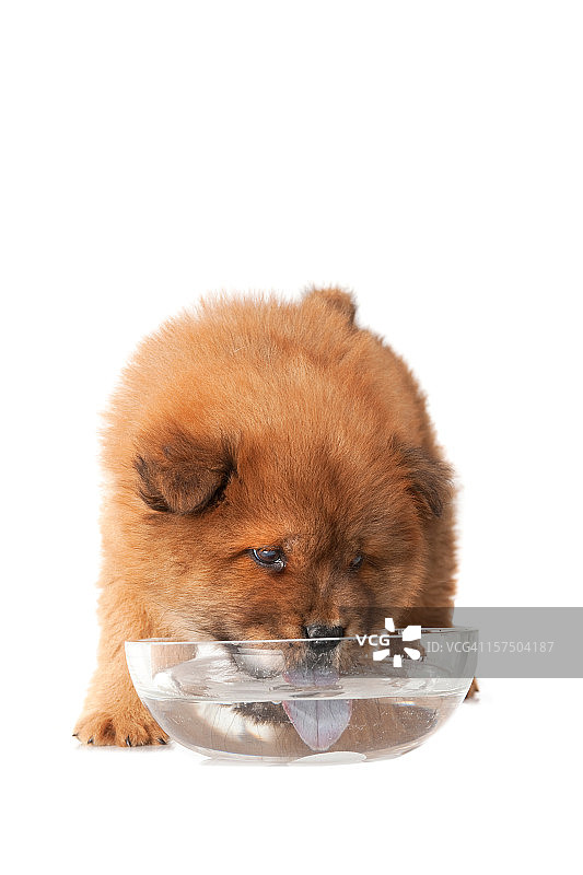 漂亮的小狗喝水图片素材