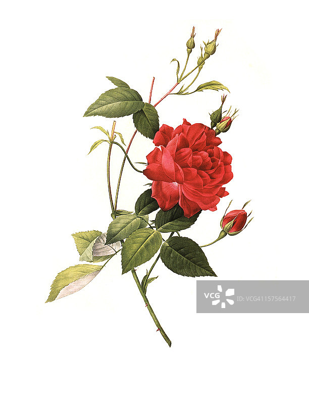 XXXL分辨率玫瑰|古董花卉插图图片素材