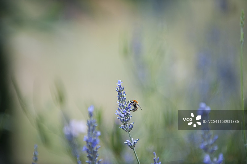 蜜蜂栖息在薰衣草花上图片素材