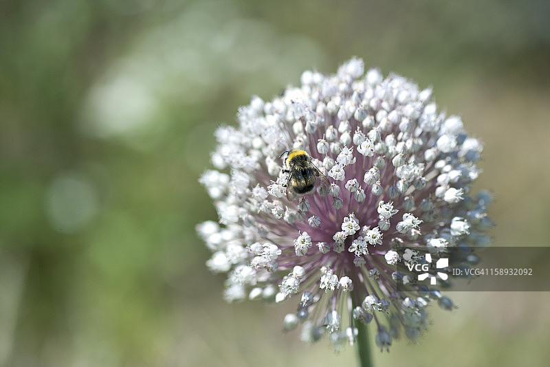 蜜蜂栖息在花上图片素材