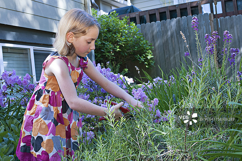 年轻女孩在花园里剪花图片素材